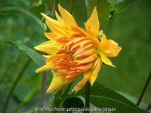 Dahlie Gold Crown