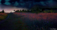 Wiese - Abendstimmung