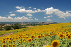 Blick auf Todi