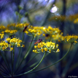 Dill
