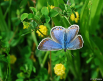Bläuling auf Medicago lupulina