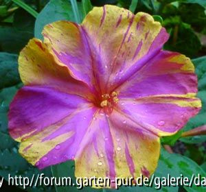 Mirabilis jalapa bunt