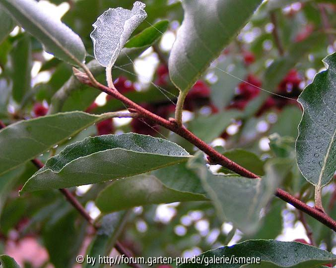 Cotoneaster Laub