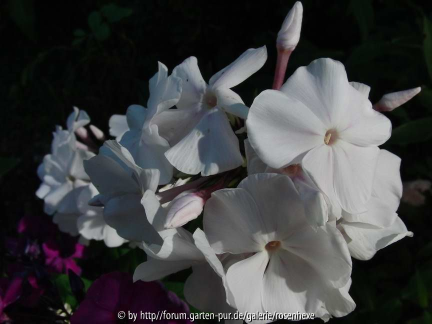 Phlox Anne 2010