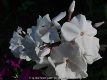Phlox Anne 2010