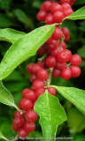 Cotoneaster Früchte