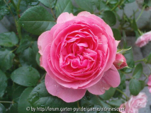 Romantic von Flowercircus/Kordes