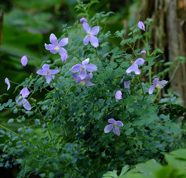Thalictrum diffusiflorum