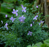 Thalictrum diffusiflorum
