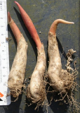 Erythronium japonicum