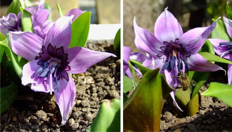 Erythronium japonicum