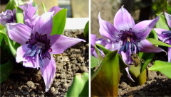 Erythronium japonicum