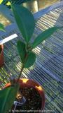 wasserglasstecki 2010.jpg