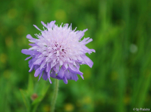 Knautia arvensis