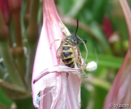 Spinne VS. Wespe 2