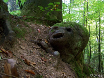 Kuriose Rotbuchenwurzel