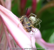 Spinne VS. Wespe 3