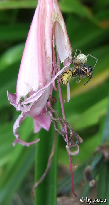 Spinne VS Wespe