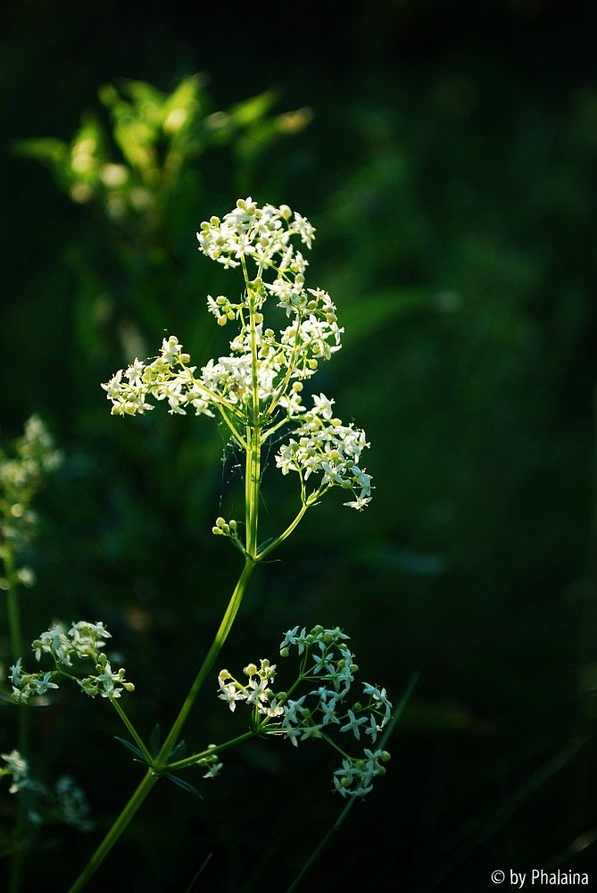 Galium album