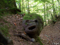 Kuriose Rotbuchenwurzel 2