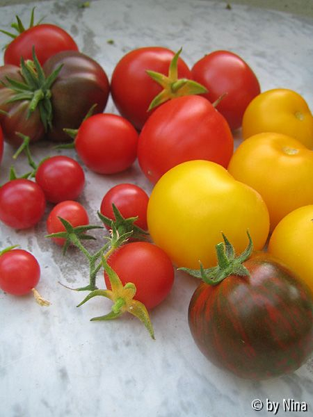 Tomatenernte 13. Oktober 2005