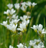 Saxifraga granulata 2