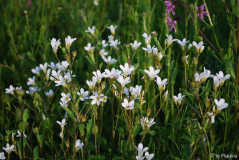 Saxifraga granulata 1