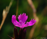 Dianthus carthusianorum 3