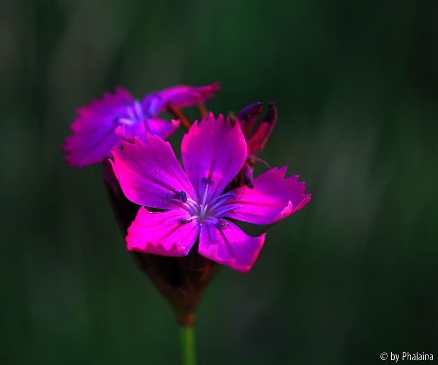 Dianthus carthusianorum 2