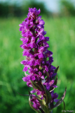 Dactylorhiza majalis 2