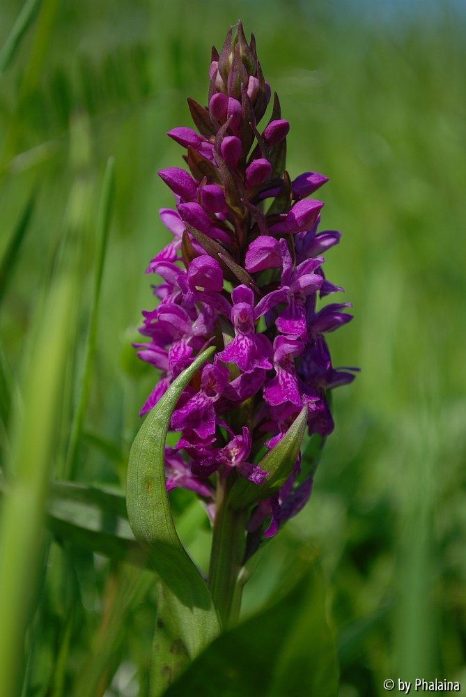 Dactylorhiza majalis 1