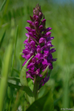 Dactylorhiza majalis 1