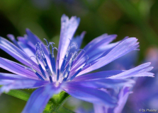 Cichorium intybus
