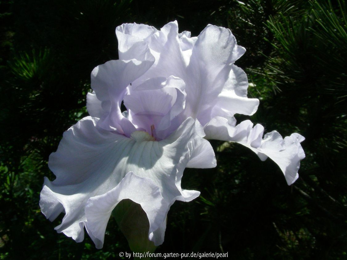 PH Silverado