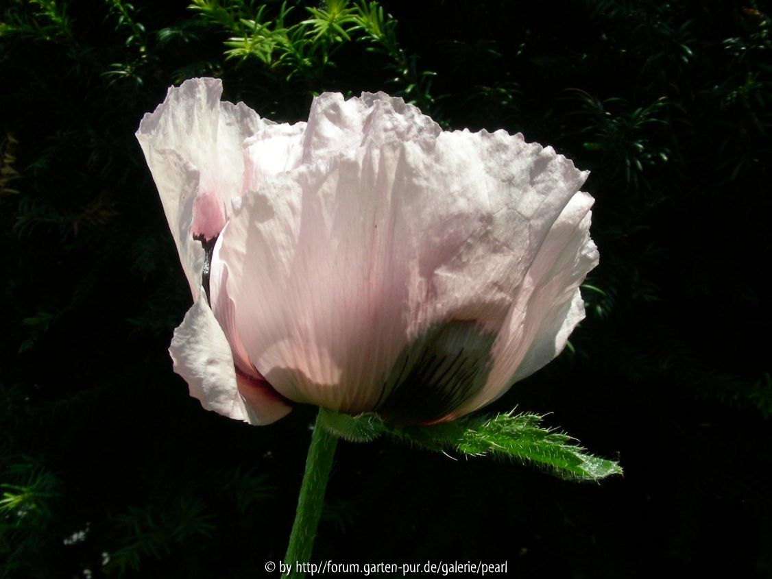 PH JL Mohn