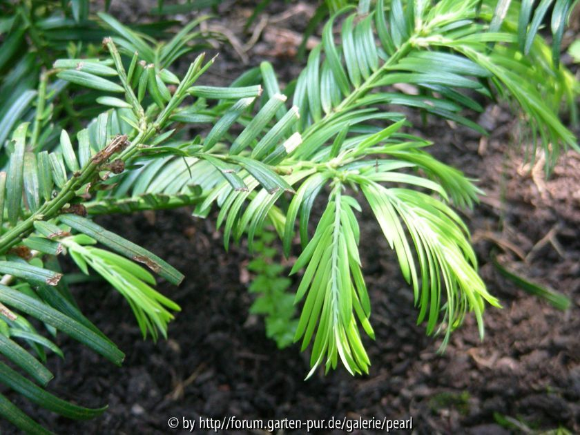 PH Cephalotaxus fortunei