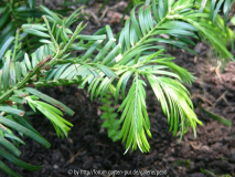 PH Cephalotaxus fortunei