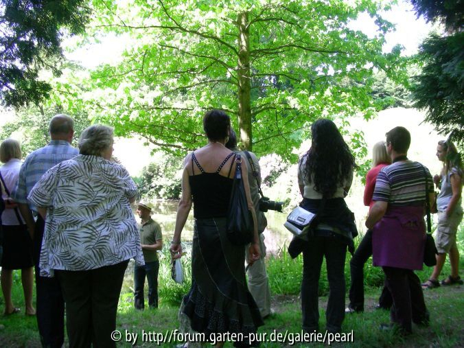 PH forum Baum im Licht 4