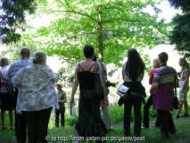 PH forum Baum im Licht 4