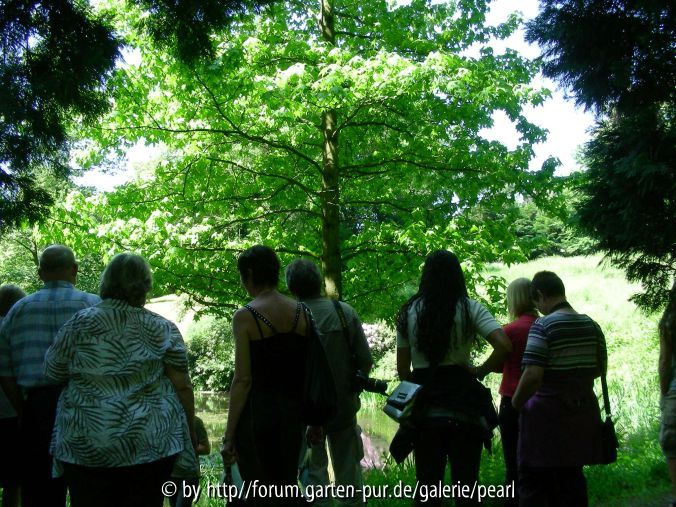 PH forum Baum im Licht 2