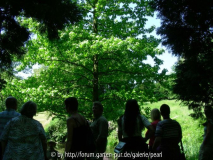 PH forum Baum im Licht 1