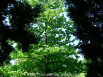 PH forum Baum im Licht 3