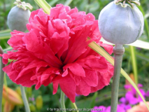EG Schlafmohn