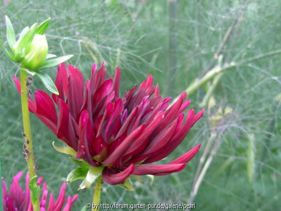 EG Dahlia