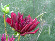 EG Dahlia