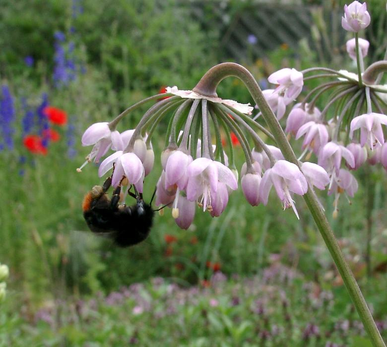 Allium cernuum