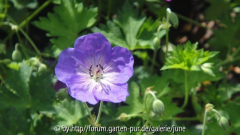 Rozanne in der Sonne