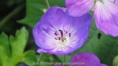 Rozanneblüte1