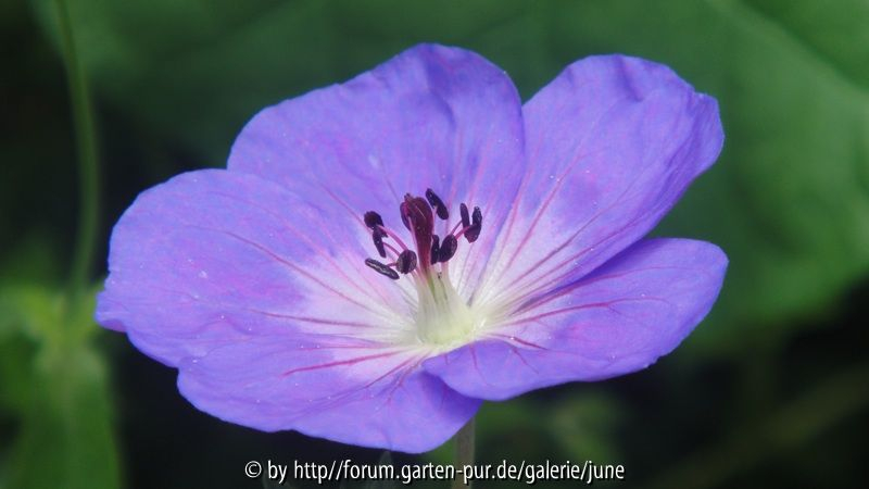 Rozanneblüte2