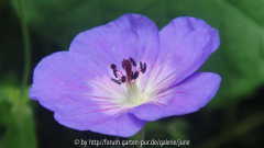 Rozanneblüte2